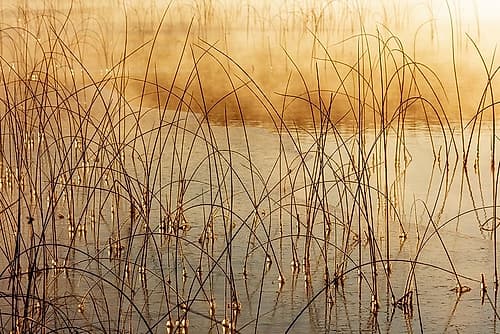 Icy reeds at sunrise on cold morning at Spencer Lake near Whitefish-Montana-USA Photography Print